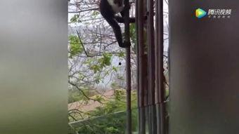 猴王吃瓜故事表演,一场奇幻的吃瓜盛宴