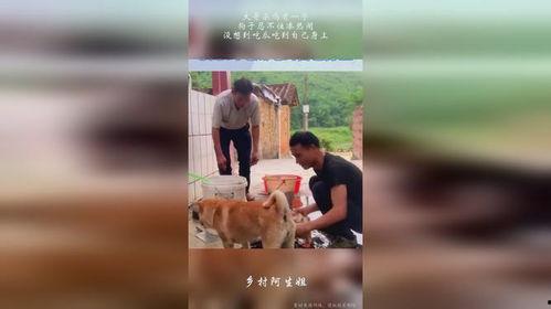 狗子凑热闹吃瓜,萌态十足引网友热议