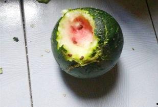 里普吃瓜,揭秘娱乐圈背后的秘密与真相