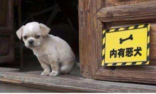 被狗咬了可以吃方瓜吗,方瓜能否成为你的“疗伤美食”？