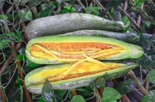 网红吃瓜视频,揭秘娱乐圈幕后真相