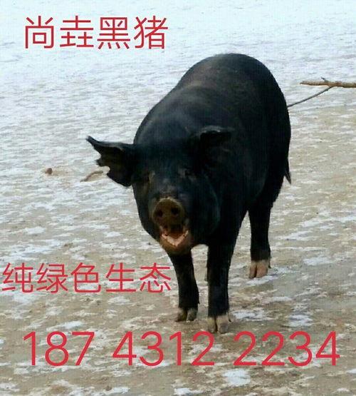 梦见烂瓜扔给黑猪吃