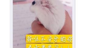 老鼠吃瓜仔,一场趣味横生的田园趣事